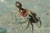 Erigoninae inconnu